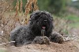 BOUVIER DES FLANDRES 195